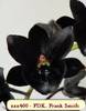 Catasetum Frank Smith